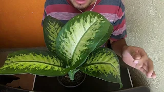 AMOENA DIEFFENBACHIA LORETIA MILLONARIA / PLANTA TOXICA #198