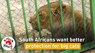 #BreakTheViciousCycle: South Africans call for better big cat protection! 🐯🦁