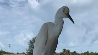 “PESKY” EGRET ATE MY SANDWICH!!!