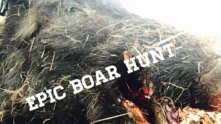 BOW HUNTING BIG HOGS!