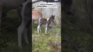 🍃WILD Ponies | Virginia #shorts #wildlife  #shortvideo #foryou #virginia #ponies