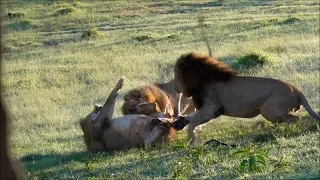 Male lion pees on himself when being attacked by two dominant male lions