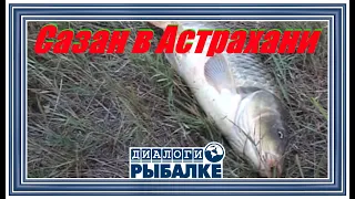 Диалоги о рыбалке - 008 / Сазан в Астрахани!