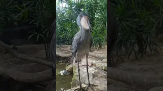The shoebill stork yawns 🥱