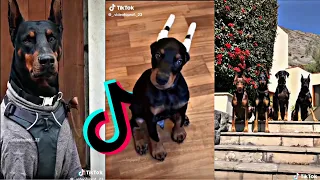 Famous Doberman Tik Tok Compilation I 🐶 Cutest Doberman Dogs and Puppies of 2021 🐶