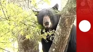 Video: 250-pound black bear falls from tree in front of house in Florida