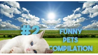 Funny Pets Compilation | Pets Engraçados #2 [2016]