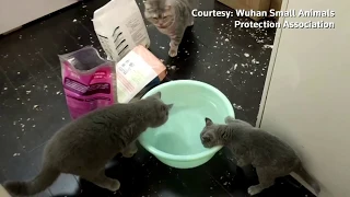 These starving cats trapped inside an apartment for 10 days are rescued in Wuhan