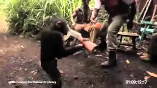 An Ape with AK 47