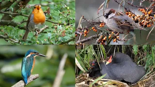 VOGELGELUIDEN:  117 Nederlandse Vogels met hun Zang, Roep of Geluid