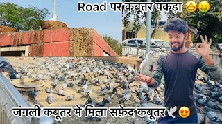रोड पर बैठे कबूतर पकड़े 🐓😍 !! Try to catch pigeon on road 🕊