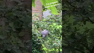 Fat pidgeon feeds on berries