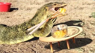 GIANT LIZARD USES CHOPSTICKS to eat Bowl of Rice -- Monitor Lizards are Highly Intelligent