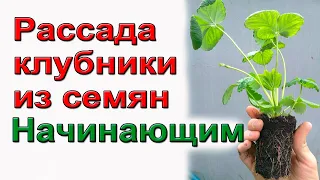 Клубника из семян. Профессиональный способ.