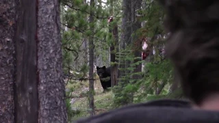 Archery Black Bear Instant Kill