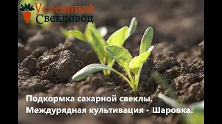 Подкормка сахарной свеклы. Междурядная культивация - Шаровка.