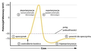 PRZEWODZENIE IMPULSU SZYBKO!! depolaryzacja,repolaryzacja,potencjał spoczynkowy