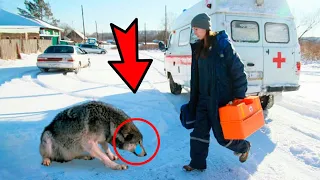 The wolf begged the nurse for help, because her cub was dying in the forest! He was shot for the ski