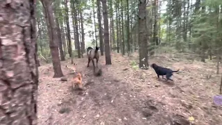 Horse kicks tree, farts on dogs then runs away. farting part