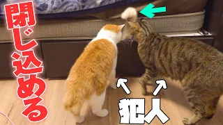 兄弟の手によって収納に閉じ込められる猫