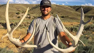 SHED HUNTING 2019- GIANT!!!! MULE DEER