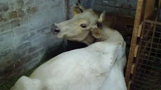 Отел коровы двойней🐮🐮 2018. Такого мы не ожидали.