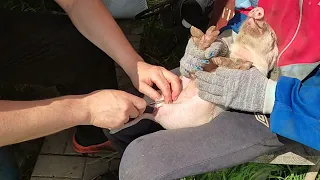 кастрация поросят в 10 дней || Castration of wild boars || removing eggs