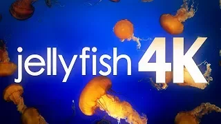 Vancouver Jellyfish Aquarium in 4K