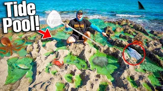 Rescuing BABY SEA MONSTER Trapped In BEACH TIDE POOL! (Hammerhead Shark, Sea Turtle, Tarpon)