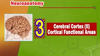 03. Cerebral cortex (II) Cortical functional areas
