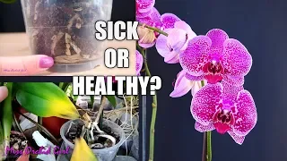 Orchid Care for Beginners - How to recognize sick or healthy Phalaenopsis Orchids