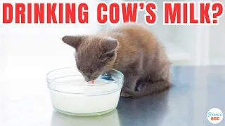 Are Humans The Only Species To Drink Milk Of Other Species?