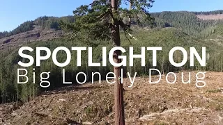 Spotlight On: Big Lonely Doug