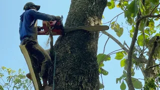 Very Dangerous tree removal!! Logging huge trembesi tree near the house.