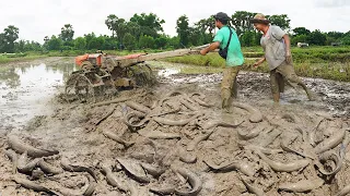 Amazing Fishing After Tractor Growing Rice - Best Catching Catfish Under Secret Mud