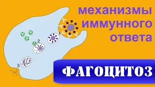 НЕСПЕЦИФИЧЕСКИЙ ИММУНИТЕТ и ФАГОЦИТОЗ. Основы иммунологии и цитологии | ИММУННАЯ СИСТЕМА ЧЕЛОВЕКА