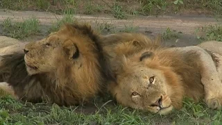 Birmingham Male Lions SafariLIVE AM 03/21/16