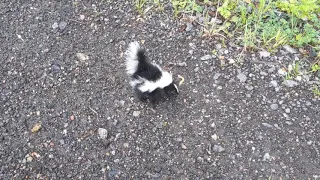 Baby skunk sprayed me