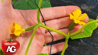 What to do if cucumbers do not grow?! Do as I do and they will instantly start growing