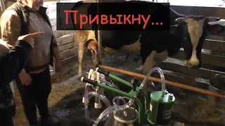 Первый раз доим корову доильным аппаратом//Как приучить корову к доильному аппарату