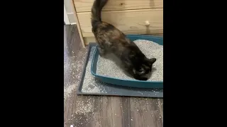 😍OMG So Cute Cats ♥ Best Funny Cat Videos 2021 #110 | Kitty and Veena