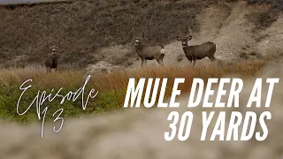 Spot and Stalk Mule Deer up to 30 Yards | October 2021 | South Dakota Archery