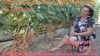 Виноград Золотушка - описание, родительская пара, Пузенко Наталья Лариасовна