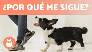 ¿Por qué mi PERRO me SIGUE a todos lados? 🐶🐾 (5 Razones)