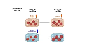 Microenvironmental stiffness induces metabolic reprogramming in glioblastoma