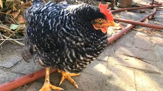 How to Heal a Dying Chicken in 5 Minutes