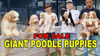 For Sale : Giant Poodle Puppy - Anak Anjing Poodle Raksasa Bloodline China