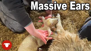 DUMBO the LAMB and filming with FARMFLIX  |  Day 11 Lambing 23