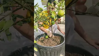 How to grow lemons 🍋