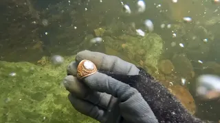River Treasure : Chiggen Gold Rings And iPhones